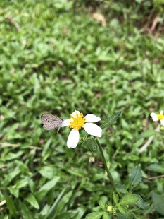 鬼针草