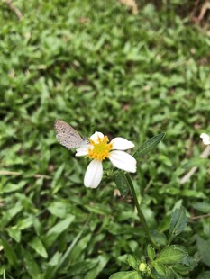 鬼针草