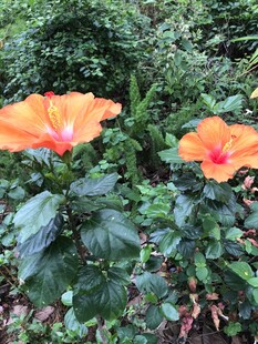木槿花
