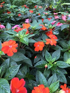 凤仙花