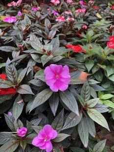 凤仙花