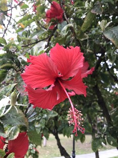 朱槿花