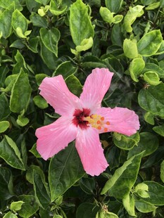 木槿花