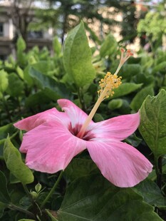 木槿花