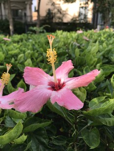 木槿花