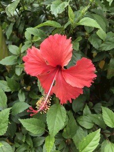 扶桑花