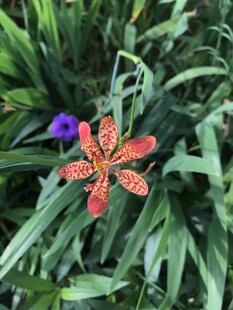 射干花
