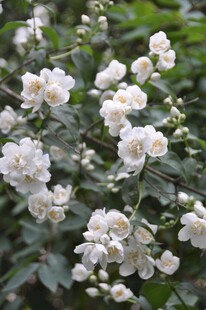蔷薇花
