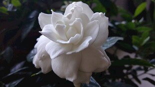 山茶花