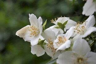 茉莉花