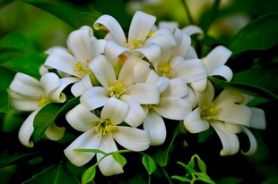 百合花