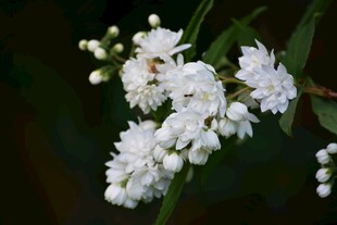 铃兰花