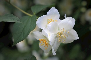 茉莉花