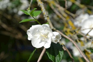 茉莉花