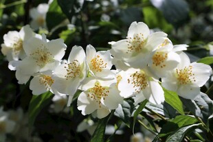 茉莉花