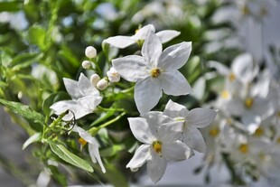 茉莉花