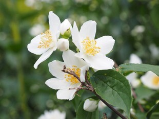 茉莉花