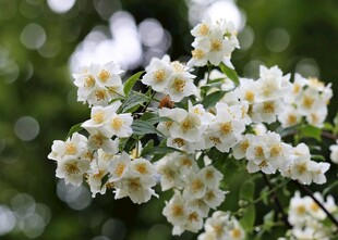 茉莉花