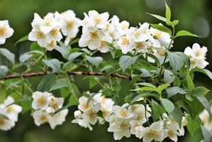茉莉花