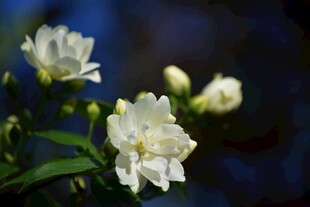 茉莉花