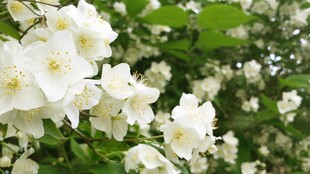 茉莉花