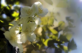 茉莉花