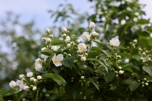 茉莉花