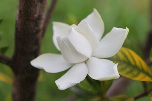 栀子花