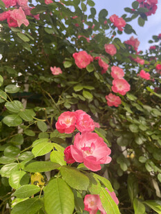 月季花