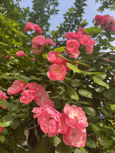 月季花