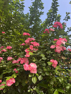 月季花