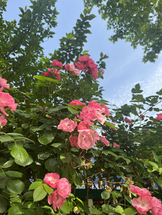 月季花