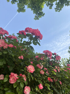 月季花