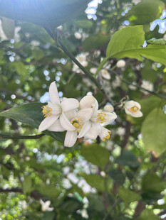 柑橘花