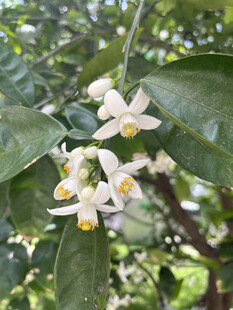 柑橘花