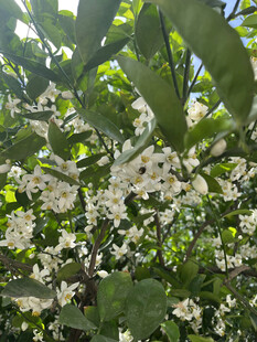 柑橘花