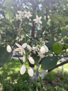 柑橘花