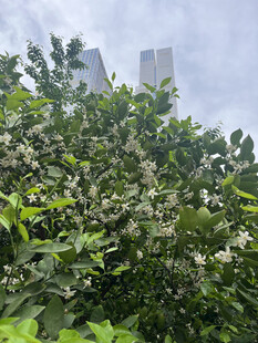 柑橘花
