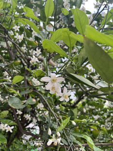 柑橘花