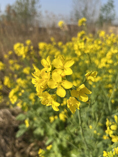 油菜花