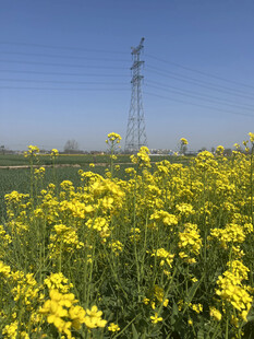 油菜花
