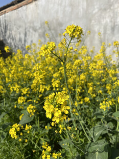 油菜花