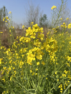 油菜花