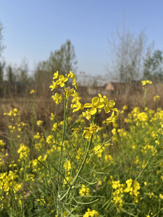 油菜花