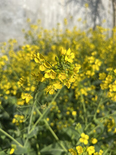 油菜花