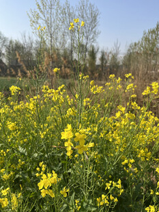 油菜花