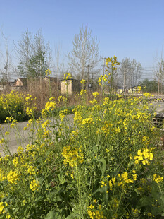 油菜花