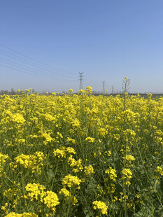 油菜花