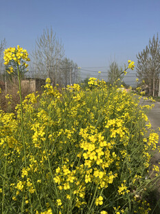 油菜花