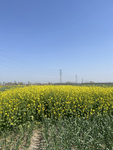 油菜花